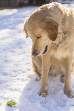 Golden Retriever playing with a ball in the snowの写真素材