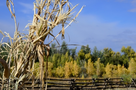 Dried corn stalk and the colorful fall treesの写真素材