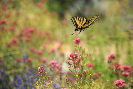 Swallowtail Butterflyの写真素材