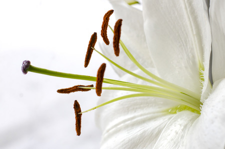 White lilyの写真素材