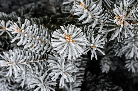 Close-up of pine needles covered with frostの写真素材