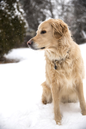 golden retriever with falling snowの写真素材
