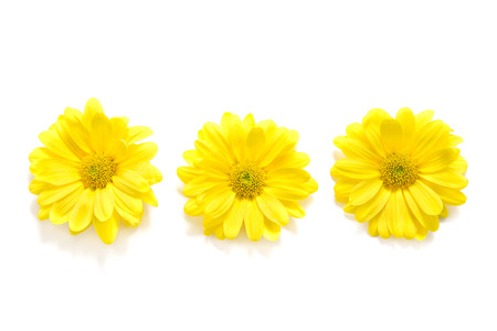 Yellow Chrysanthemum on white backgroundの写真素材