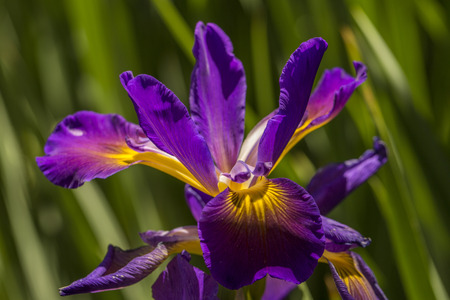 Purple Iris in full bloomの写真素材