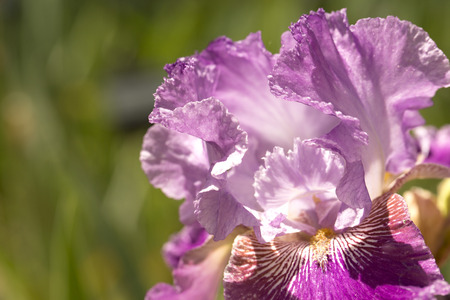 Purple Iris in full bloom