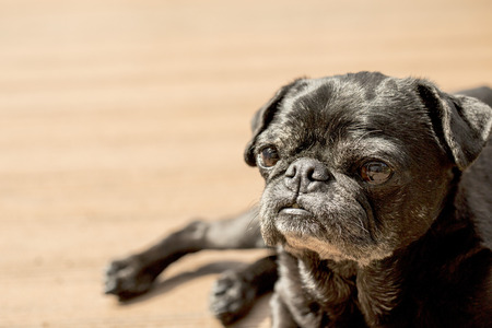Black Pug on the wood deckの写真素材