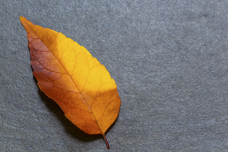 Colorful fall leaf on the slate backgroundの写真素材