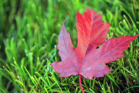 Maple leaf on the grassの写真素材
