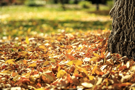 Colorful leaves on the grassの写真素材