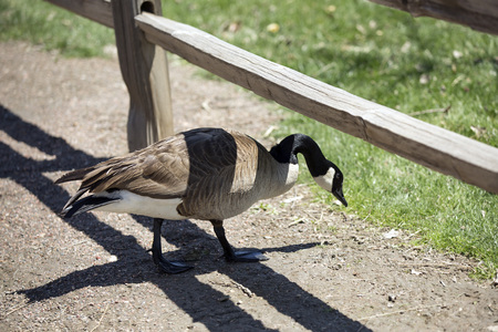Canada goose walking under the fenceの写真素材