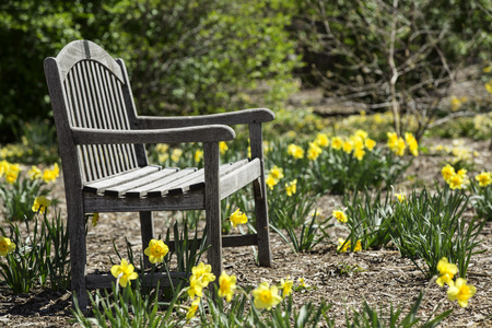 Empty bench with Daffodils at the park in springの写真素材