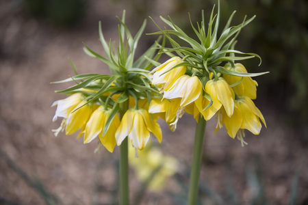 Imperial fritillaries blossomingの写真素材