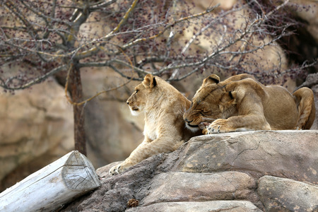 Lion cubs resting on the rockの写真素材