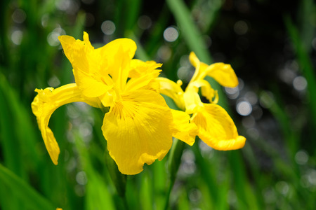 Yellow Iris in full bloom