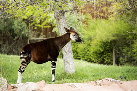 Single Okapi standing by the treeの写真素材