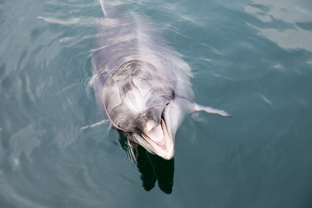 Single dolphin looking up