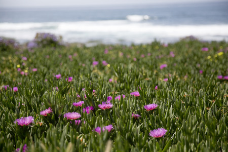 Spring flower in full bloom at La Jolla in San Diegoの写真素材