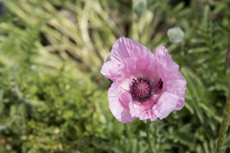 Pink poppy in full bloomの写真素材