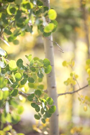 Close-up of colorful Aspen Treeの写真素材