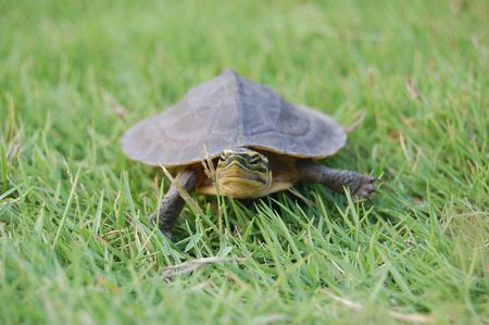 Small Turtle on Grass