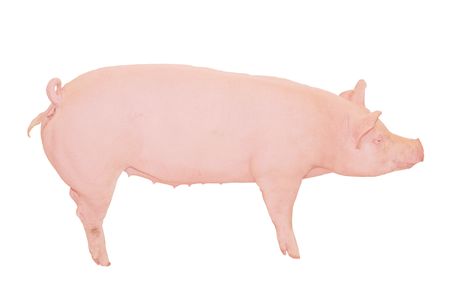 Big Pink Pig Cutoutの写真素材