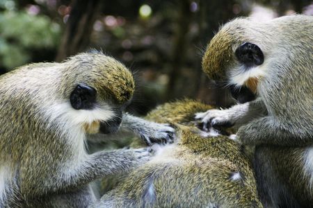 Community cleanup for a group of monkeysの写真素材