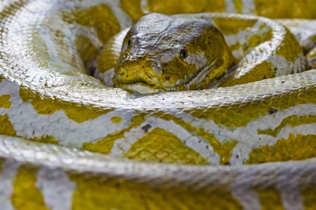 A yellow boa constrictor snake waits patiently for its prey. Look out you could be nextの写真素材