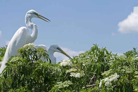 Two Great Egrets nest in the top of a flowering tree with blue skies in the background. This is a great nature background.の写真素材