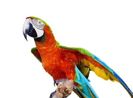 A scarlet macaw parrot isolated on a white background. Mother Natures makes Vivid Colors