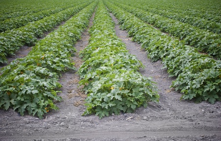 Long rows of a crops on a farmの写真素材