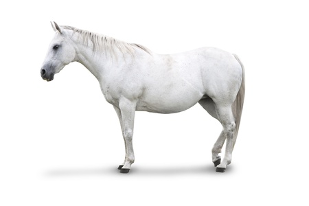 Side view of White Horse Isolated with clipping pathの写真素材