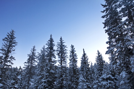 Snow-covered Winter Sceneの写真素材