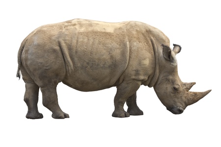 African Rhinoceros isolated on a white backgroundの写真素材