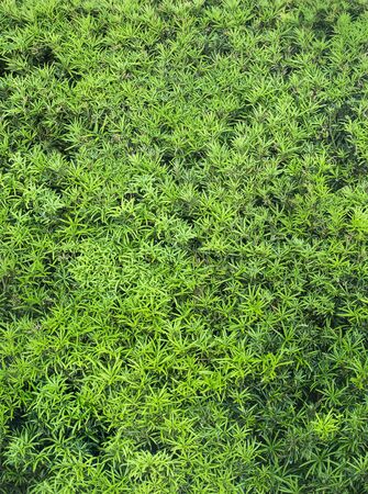 Lush Green Plant shrub background abstract texture. Clean and vibrant live plant patternの写真素材