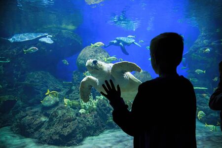 Silhouette of a young boy looking at colorful tropical reef fish and sea turtles in a large Aquariumの写真素材