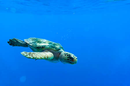 Loggerhead sea turtle swimming in a deep blue open ocean