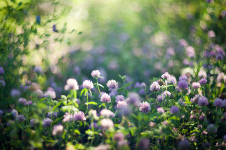 Blooming purple clovers shot with soft focus lensの写真素材