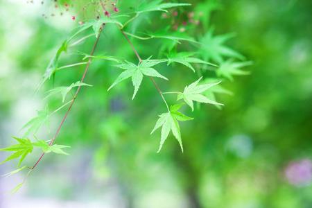 Green maple leaves summer background