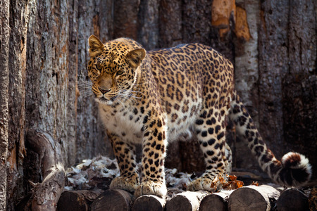 Amur leopard in a zoo in Khabarovskの写真素材