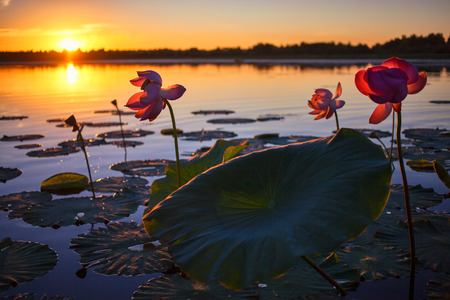 Lotus flowers blooming at sunsetの写真素材