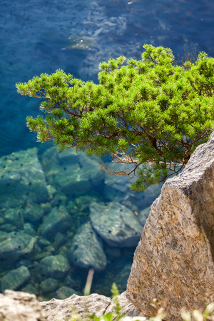 Pine-tree on a rock at the sea in the morning lightの写真素材