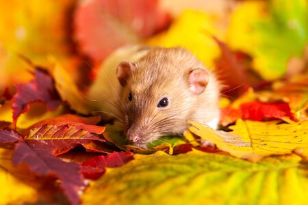 Rat sitting on colorful autumn leavesの写真素材