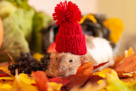 Rat sitting on colorful autumn leavesの写真素材