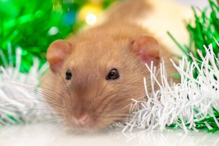 Rat closeup sitting at green christmas decorationsの写真素材