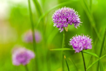 Onion flowers with rain drops on it. Macro shotの写真素材
