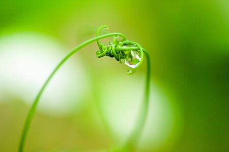 Peas mustaches woven together. Vacro shotの写真素材