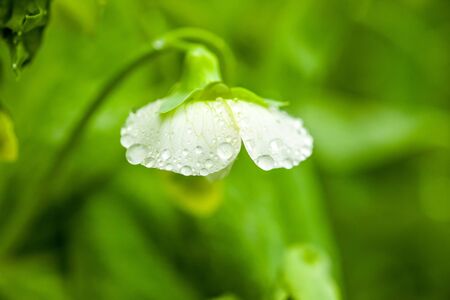 Peas flower with rain drops on it. Macro shot