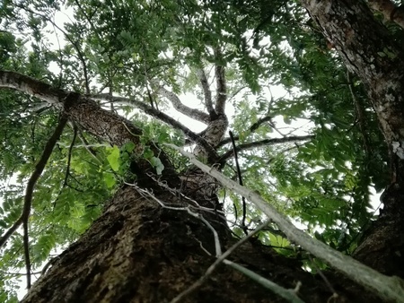 Under the treeの素材