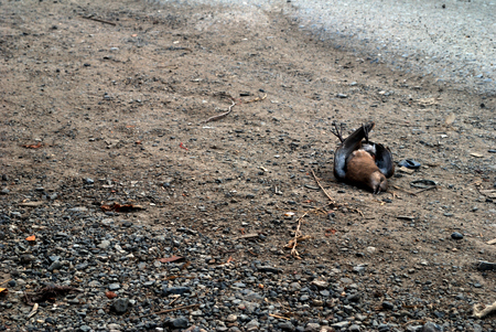 Birds that died on the side of the road caused by a car crash