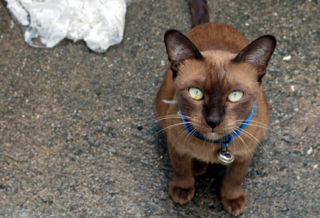 Dark brown cat on the cement floor